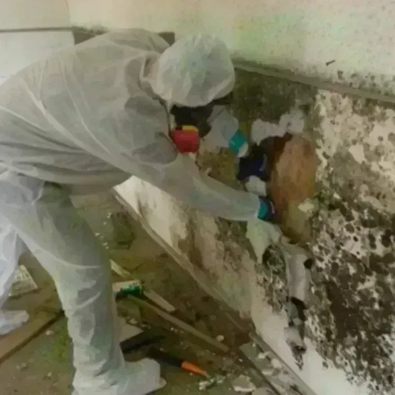 Mold Remediation and Removal in Caddo County, OK